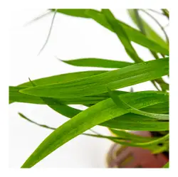 Tropica Cryptocoryne spiralis 'Red' (košíček)<br><em>Ilustrační obrázek - může obsahovat dekorace, další produkty a vybavení, které nejsou součástí a musí se dokoupit samostatně.</em>