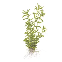 Tropica Rotala rotundifolia 'Green' in vitro (1-2-Grow!)<br><em>Ilustrační obrázek - může obsahovat dekorace, další produkty a vybavení, které nejsou součástí a musí se dokoupit samostatně.</em>