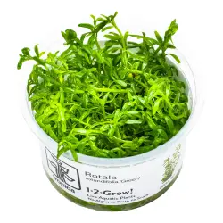 Tropica Rotala rotundifolia 'Green' in vitro (1-2-Grow!)
