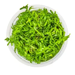 Tropica Rotala rotundifolia 'Green' in vitro (1-2-Grow!)<br><em>Ilustrační obrázek - může obsahovat dekorace, další produkty a vybavení, které nejsou součástí a musí se dokoupit samostatně.</em>