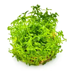 Tropica Rotala rotundifolia 'Green' in vitro (1-2-Grow!)<br><em>Ilustrační obrázek - může obsahovat dekorace, další produkty a vybavení, které nejsou součástí a musí se dokoupit samostatně.</em>