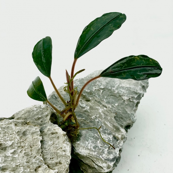 Bucephalandra Black Swan (košíček) - AKVARISTA.cz
