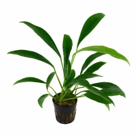 Tropica Anubias barteri angustifolia (košíček)